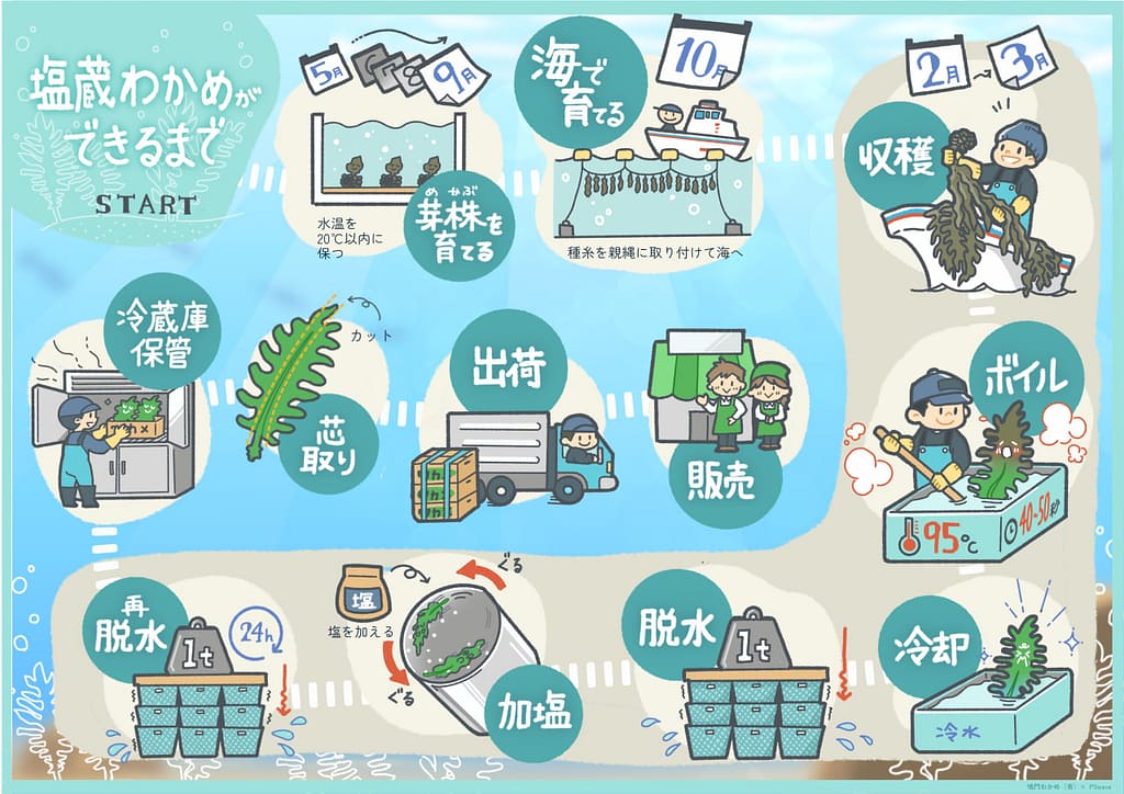 誰がみてもわかりやすいものに!鳴門の塩蔵わかめができまるまでの製作工程の図解イラストを制作いたしました!